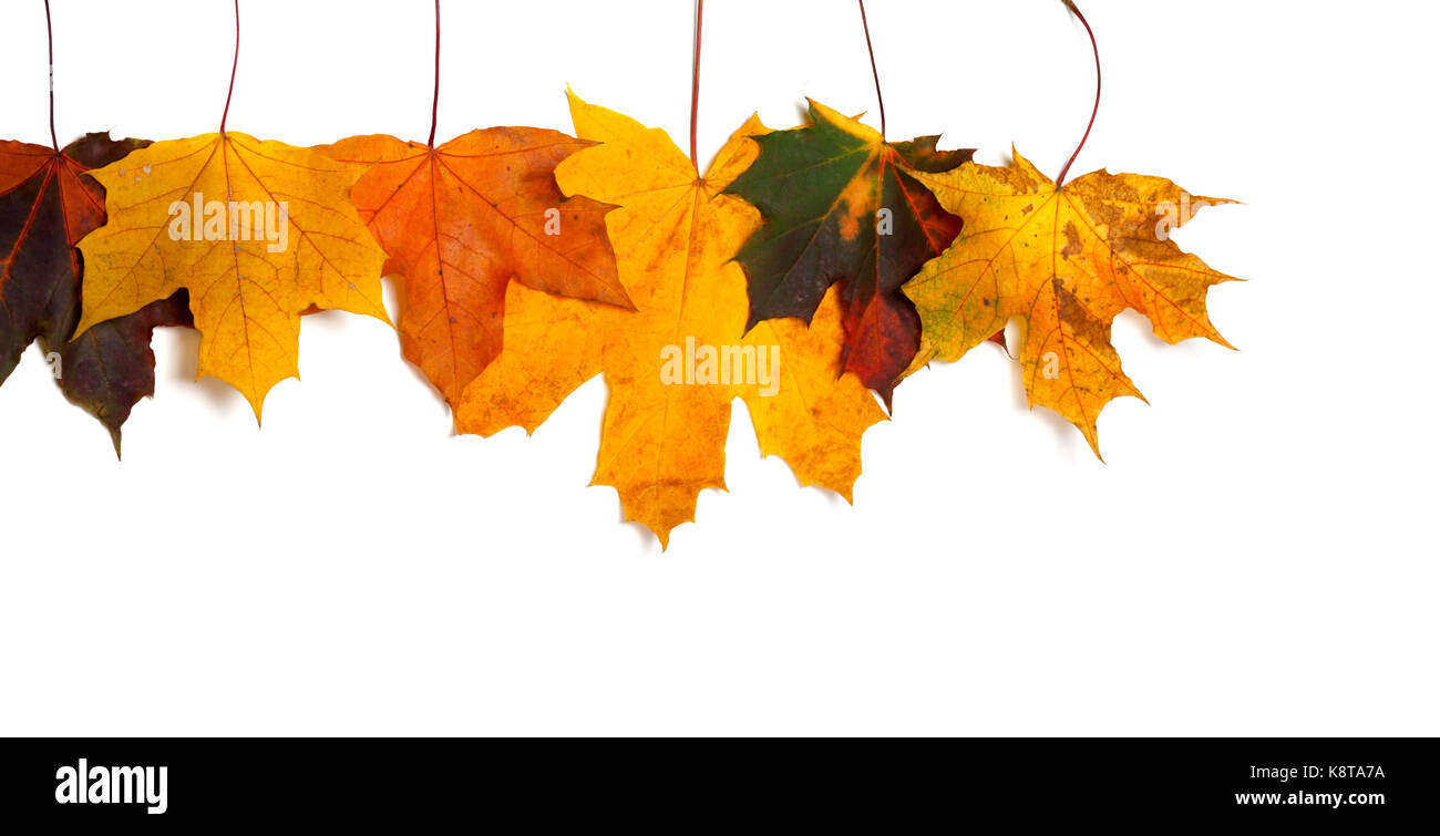 Feuilles d'érable multicolores d'automne à l'envers. isolé sur fond blanc avec copie espace Banque D'Images