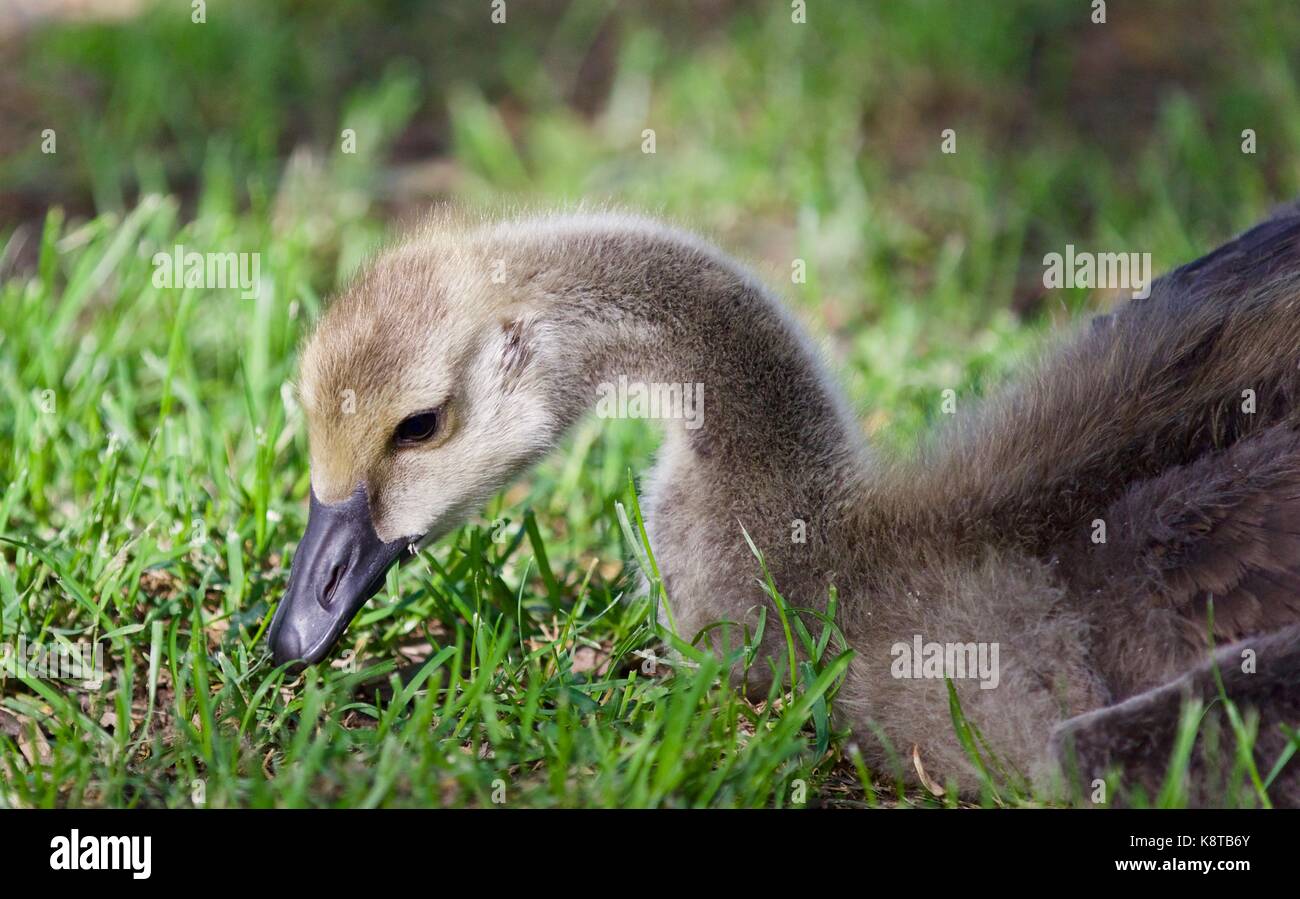 Image d'un mignon petit poussin de bernaches du Canada mange de l'herbe Banque D'Images