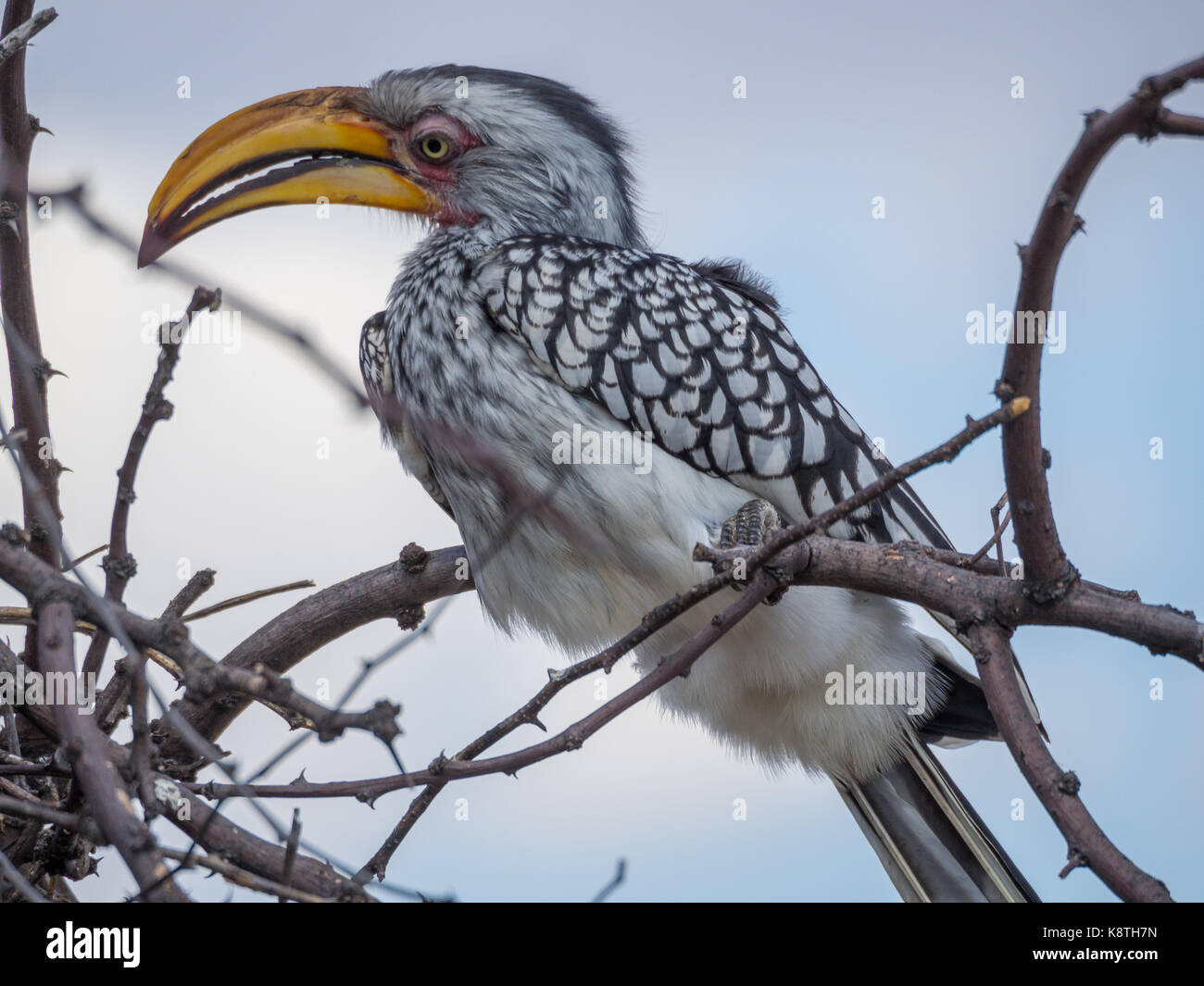 Closeup portrait of beautiful colorful southern yellow-billed hornbill oiseau avec long bec, le Botswana, l'Afrique. Banque D'Images