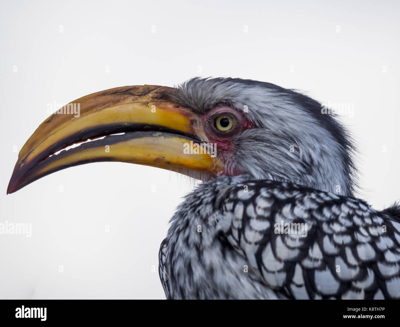Closeup portrait of beautiful colorful southern yellow-billed hornbill oiseau avec long bec, le Botswana, l'Afrique. Banque D'Images