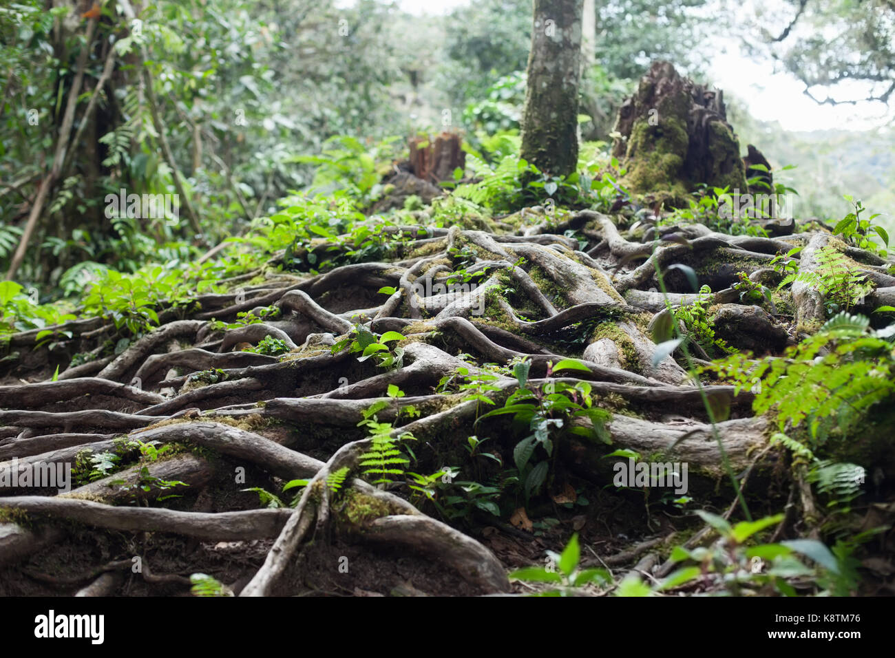 Racines de l'arbre dans la forêt tropicale Banque D'Images