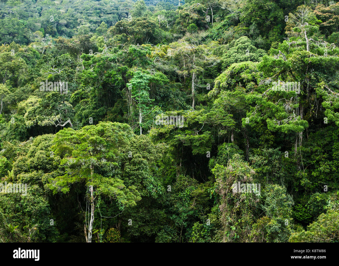 Les forêts tropicales en Malaisie Banque D'Images
