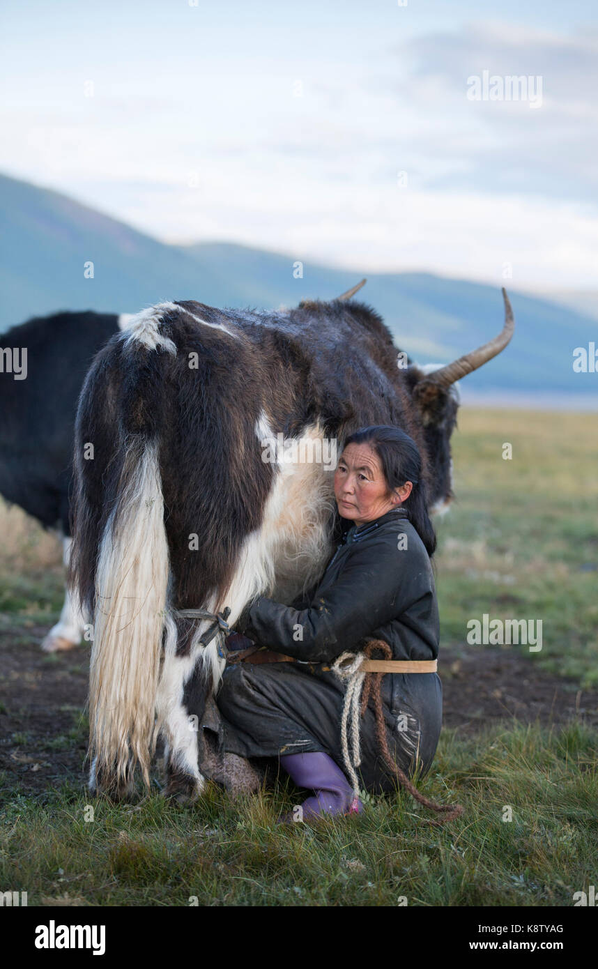 Femme traire une vache Banque de photographies et d’images à haute