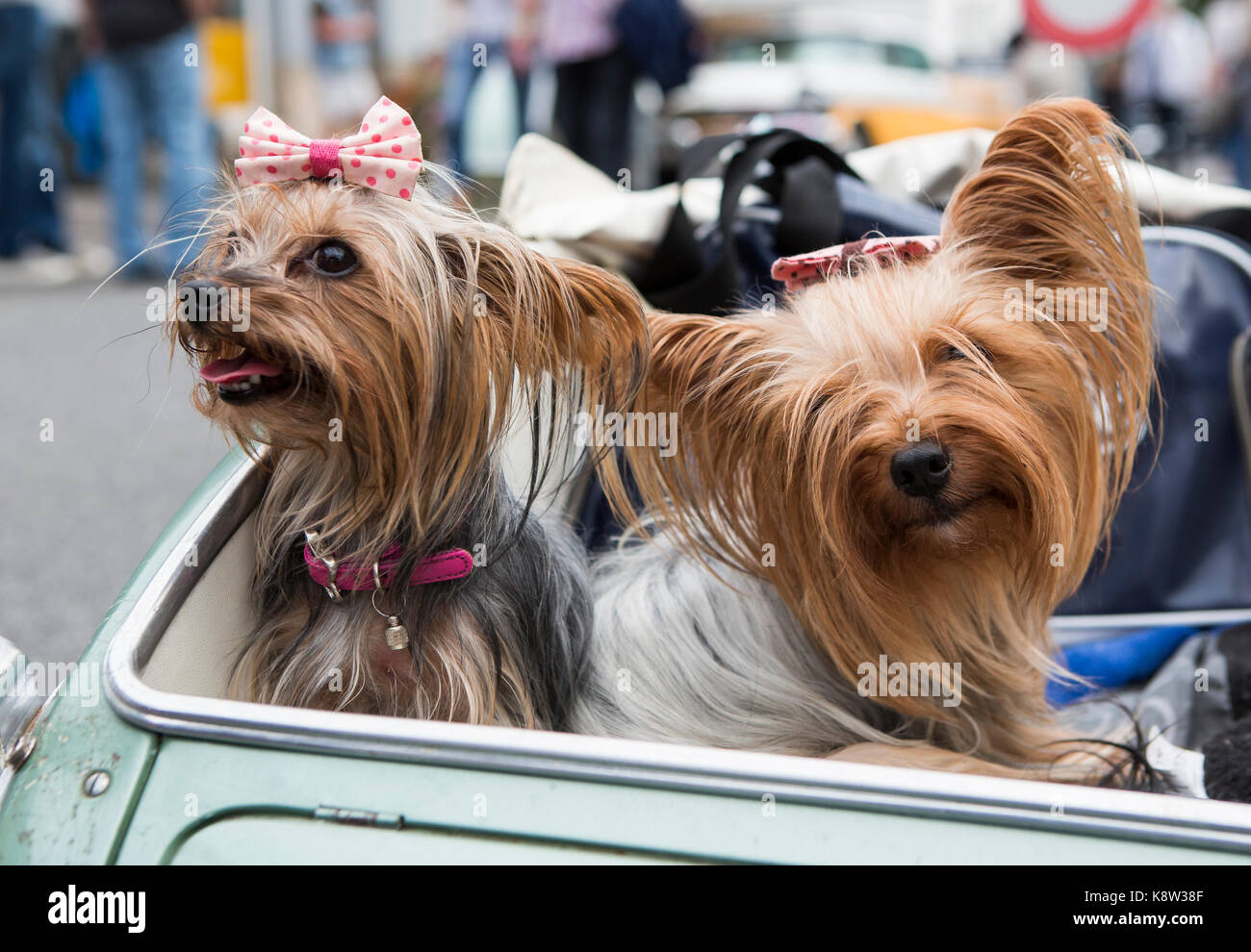 Deux yorkshire terrier sont assis dans le vieux la pram en festival 2017 golden oldies, Giessen, ALLEMAGNE. Le golden oldies festival est un festival annuel de la nostalgie (est. en 1989) avec l'accent sur années 70, avec plus de 1000 voitures anciennes exposées et les habitués, plus de 50 groupes de musique et nostalgiques marché. crédit : christian lademann Banque D'Images