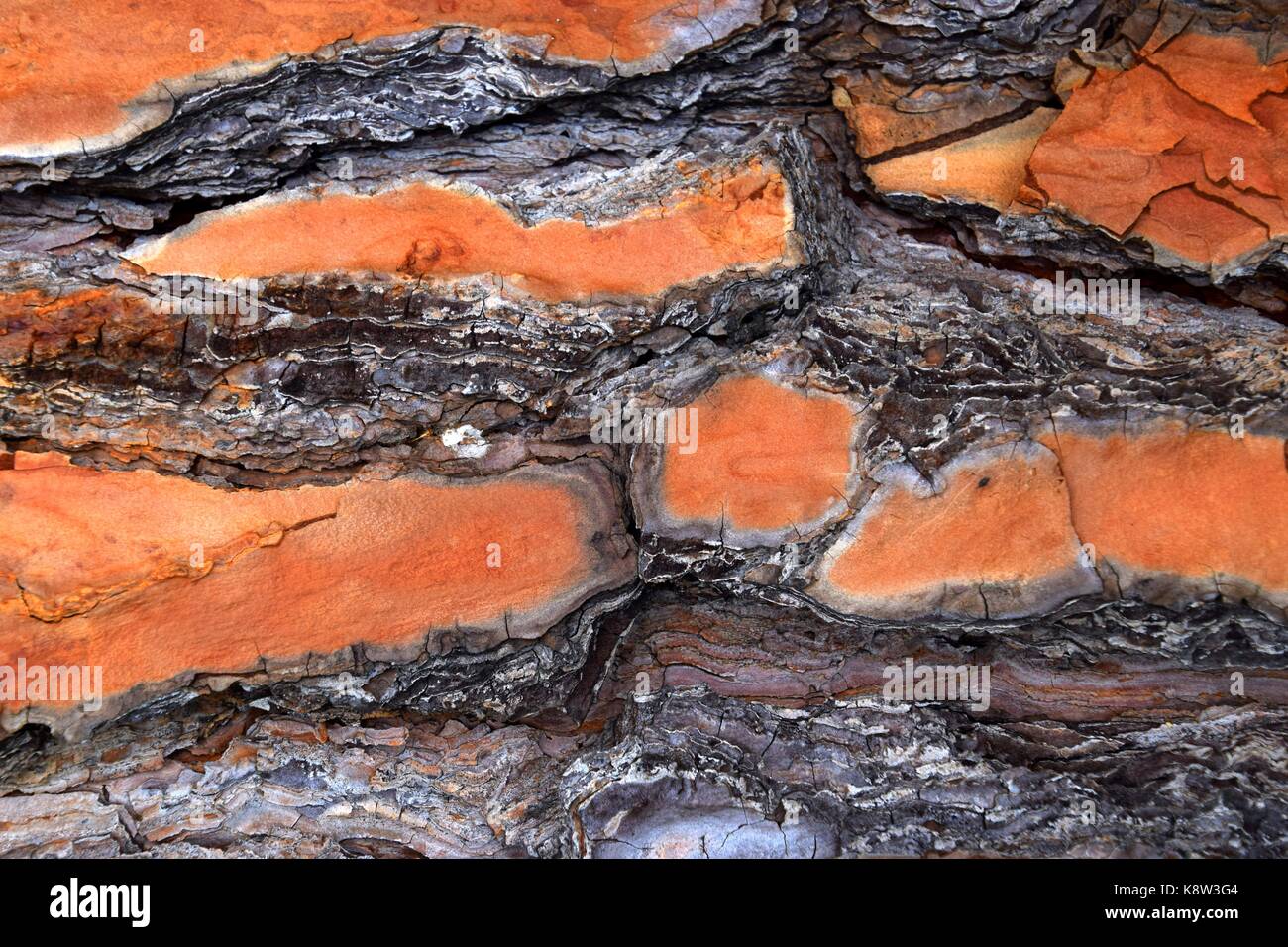 Orange et brun écorce d'un vieux pin, pin parasol, Banque D'Images