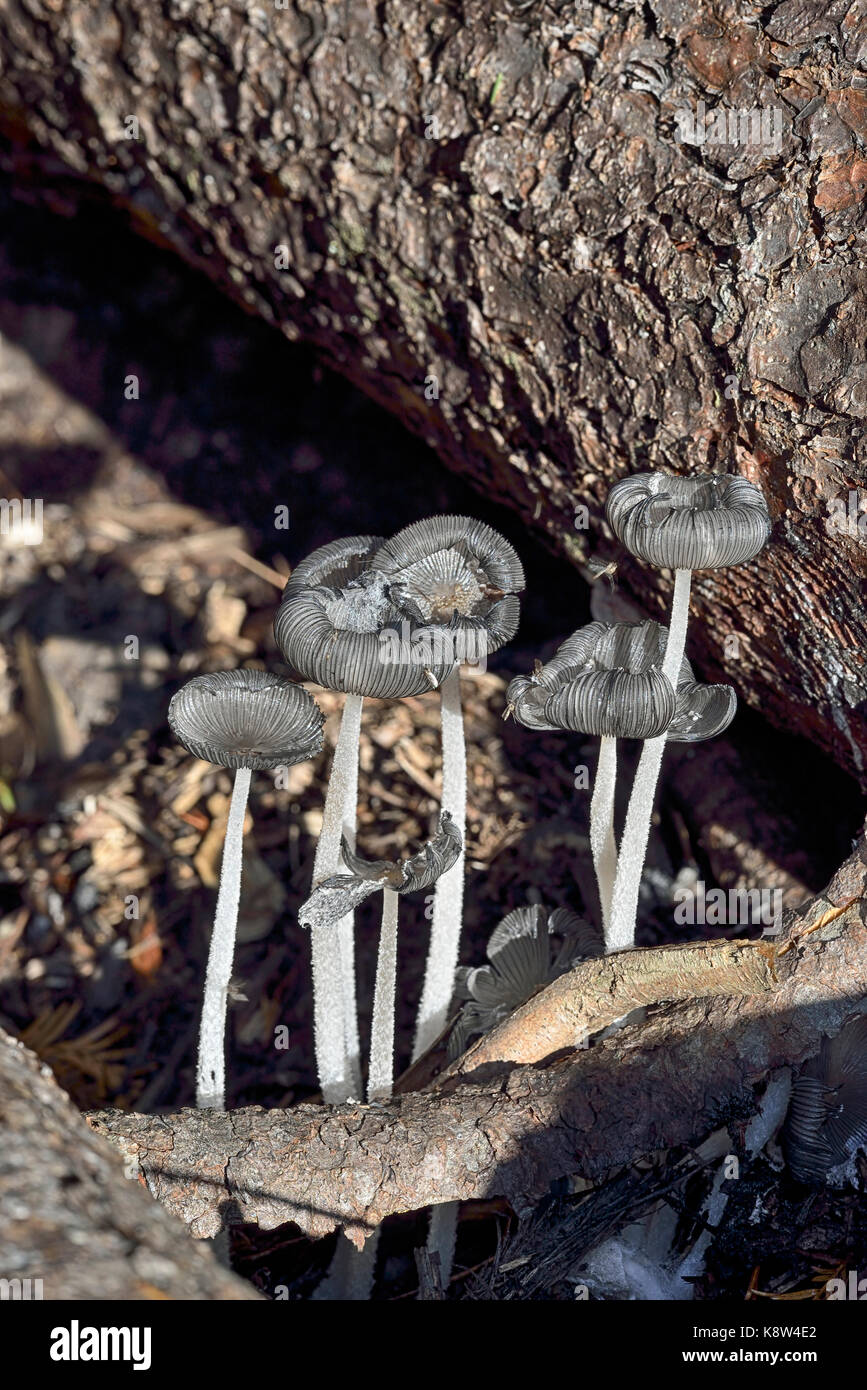 Lièvre d'spied champignon-cap d'encre - coprinopsis lagopus sur plancher bois Banque D'Images