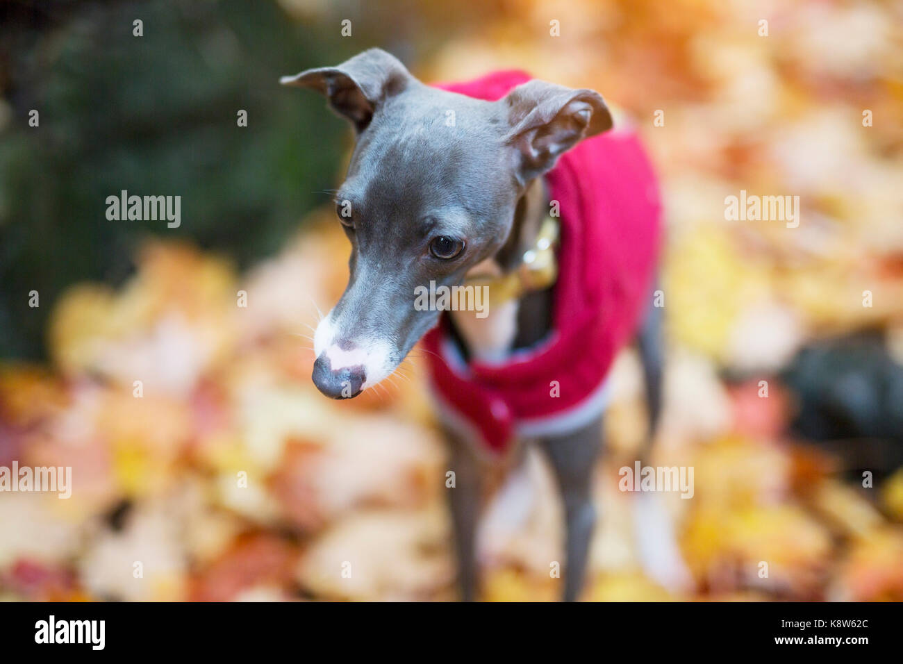 Portrait de lévier italien de nice dans la saison d'automne Banque D'Images