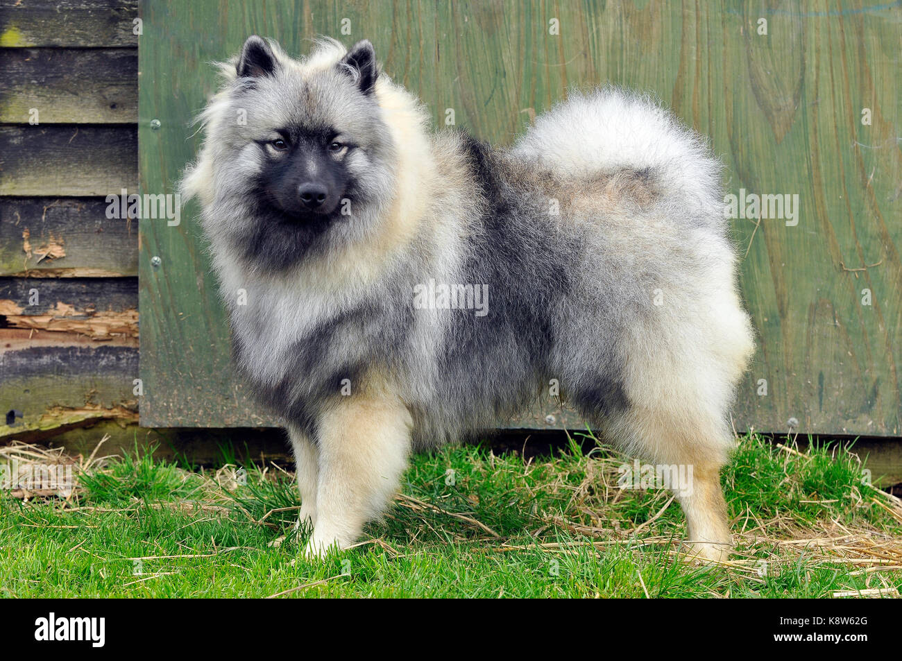 Un grand chien Akita se place debout dans un spectacle de chien regardant la caméra. Banque D'Images