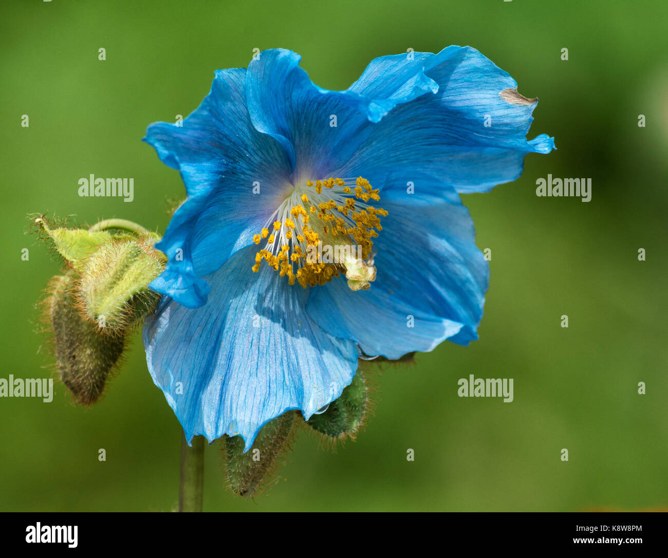 Un pavot bleu ouvre sa première fleur bleu de la saison. Banque D'Images