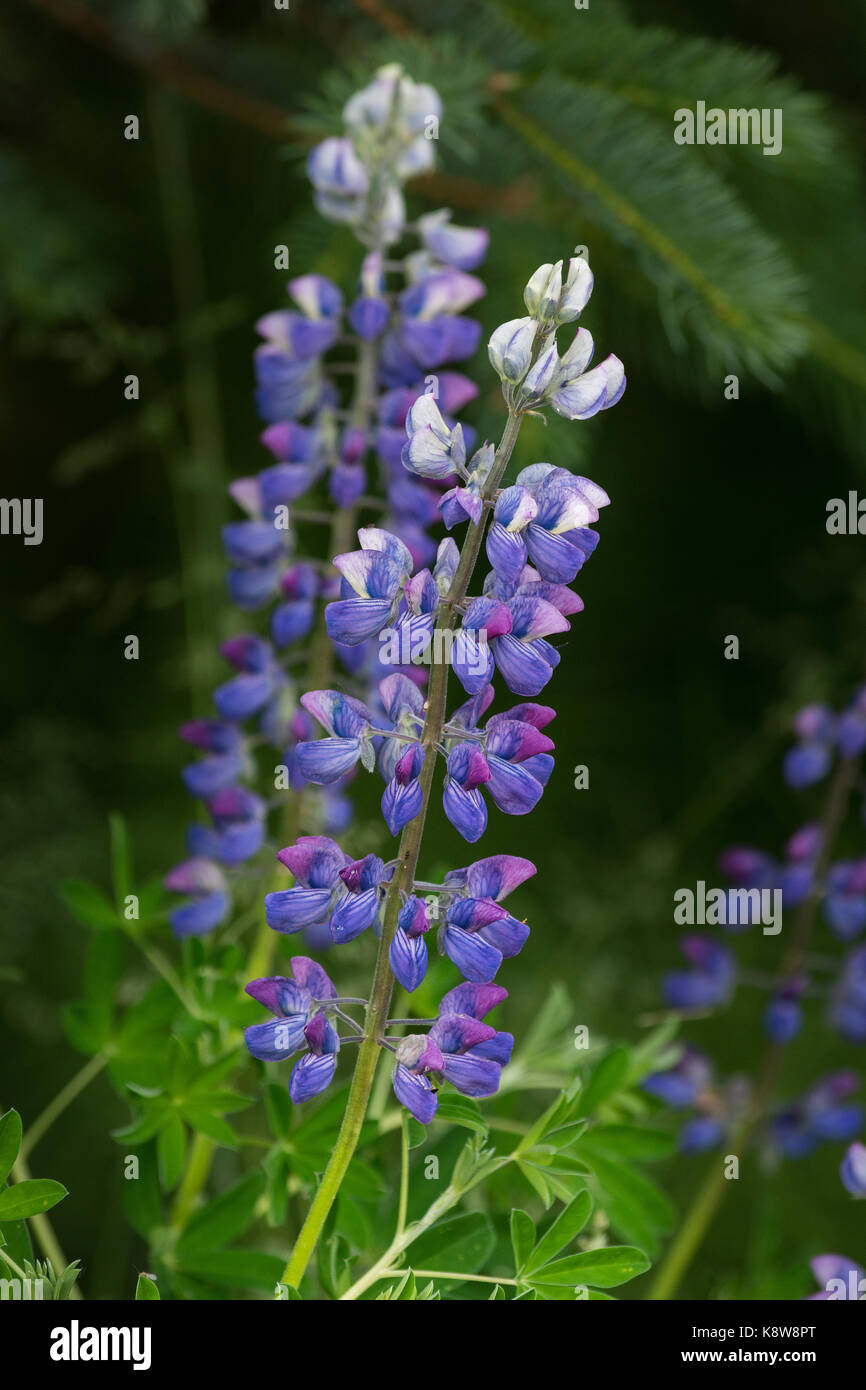 Les tiges d'un super grand delphinium produisent des couleurs rouge, blanc et bleu les fleurs comme il commence à fleurir. Banque D'Images