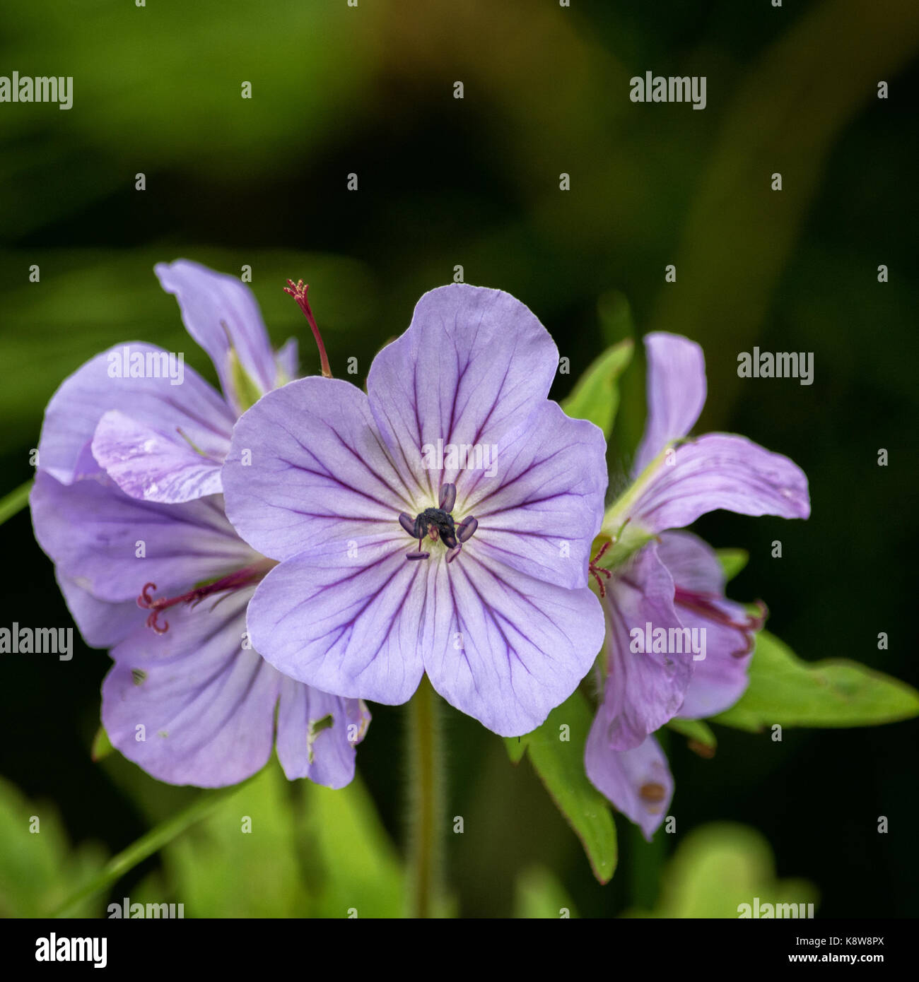Un géranium sauvage en utilisant la puissance de printemps s'ouvre une fleur pourpre veiné. Banque D'Images