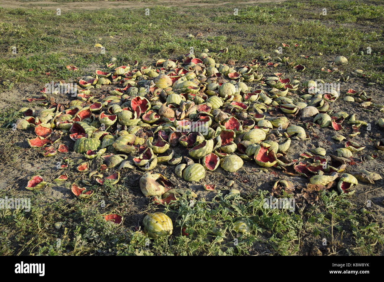 Des tas de pastèques en décomposition. Décollez de melon. un champ abandonné de pastèques, melons et pastèques pourris.. reste de la récolte des melons. rotti Banque D'Images