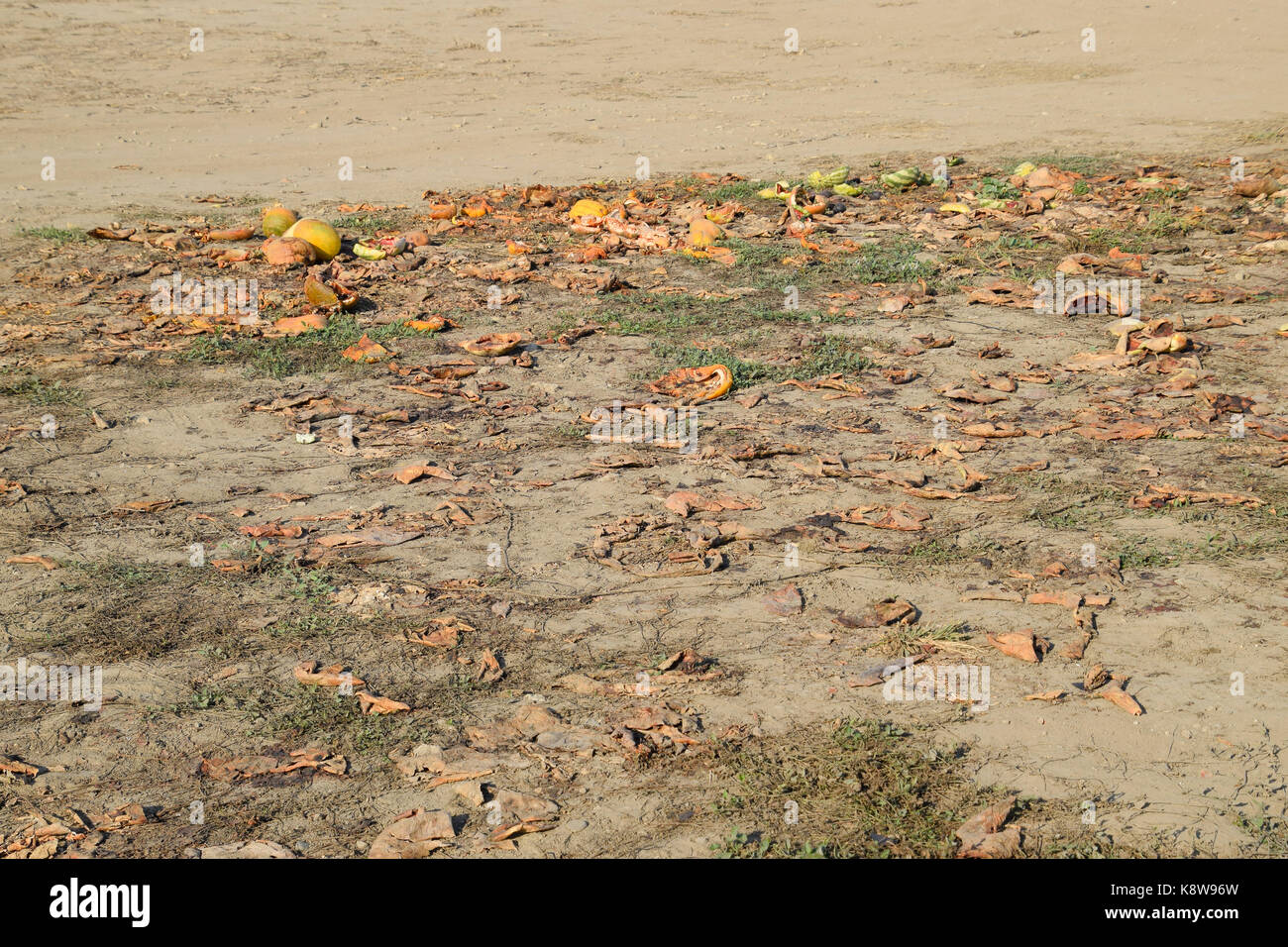 Des tas de pastèques en décomposition. Décollez de melon. un champ abandonné de pastèques, melons et pastèques pourris.. reste de la récolte des melons. rotti Banque D'Images