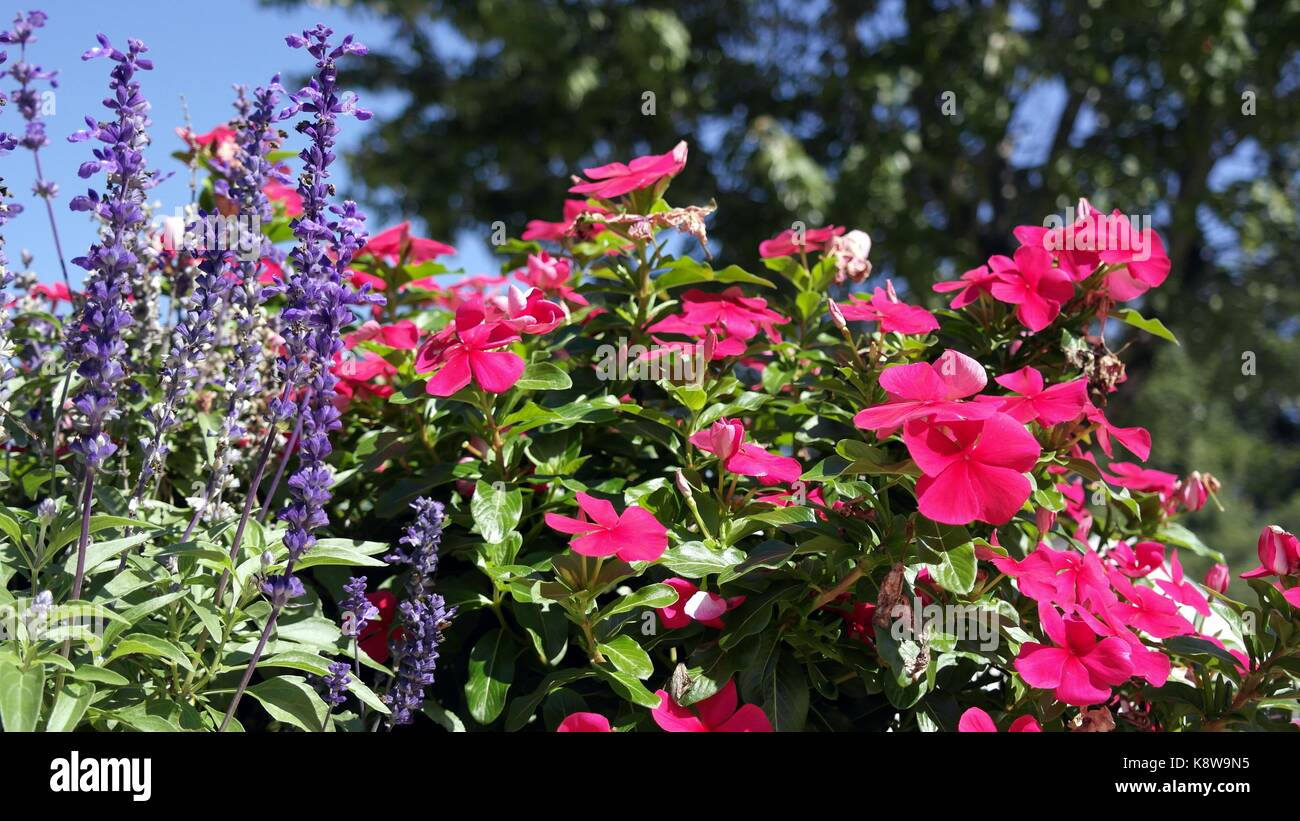 Rouge et violet fleurs vivaces Banque D'Images
