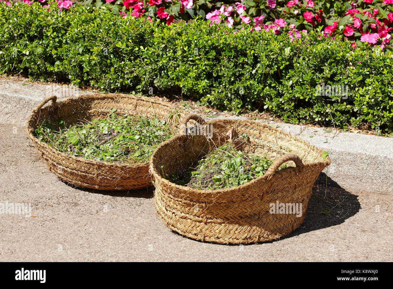 Panier en osier. jardin arbuste prune. temps de jardinage. Banque D'Images