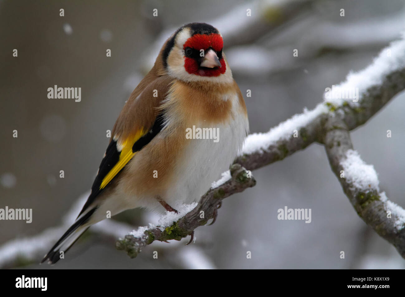 Le goldfinch européen (Carduelis carduelis) en hiver Banque D'Images