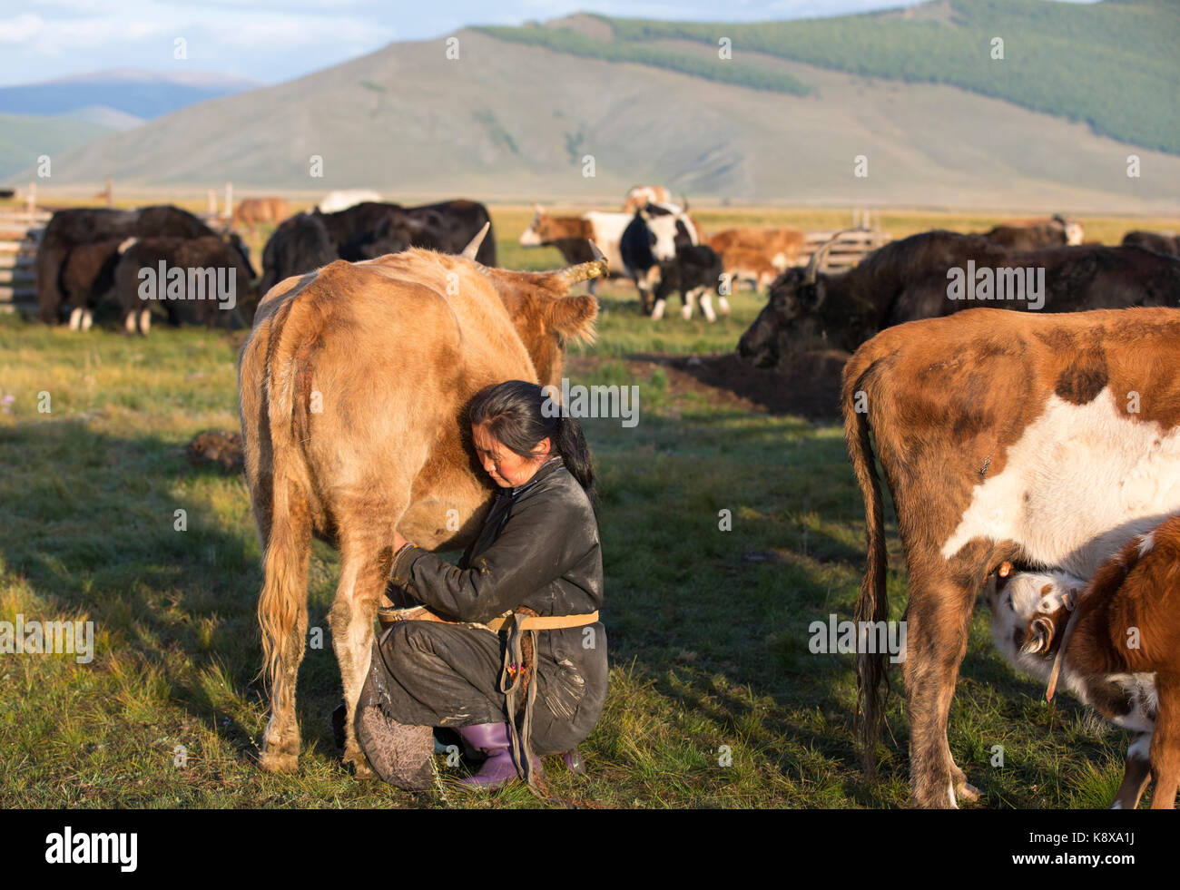 Femme traire une vache Banque de photographies et d’images à haute