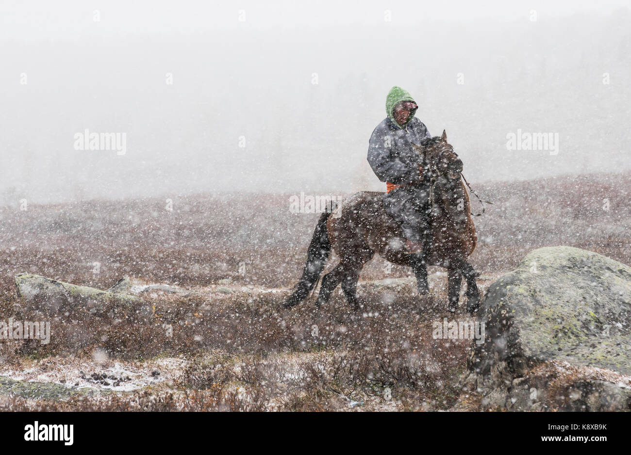 Cavaliers mongols avec leurs chevaux dans une tempête de neige dans le nord de la Mongolie Banque D'Images
