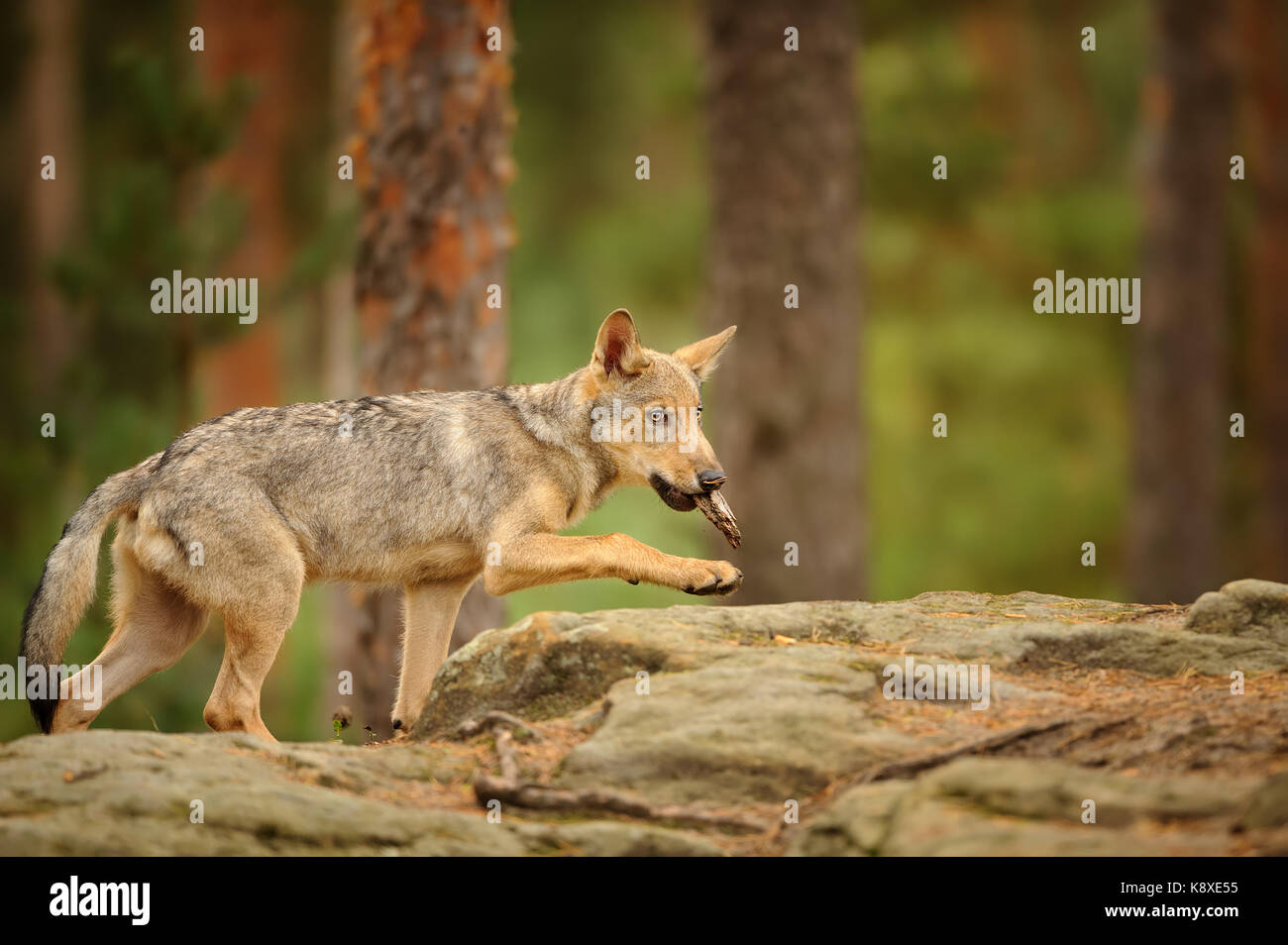 Wolf cub avec écorce dans sa bouche Banque D'Images