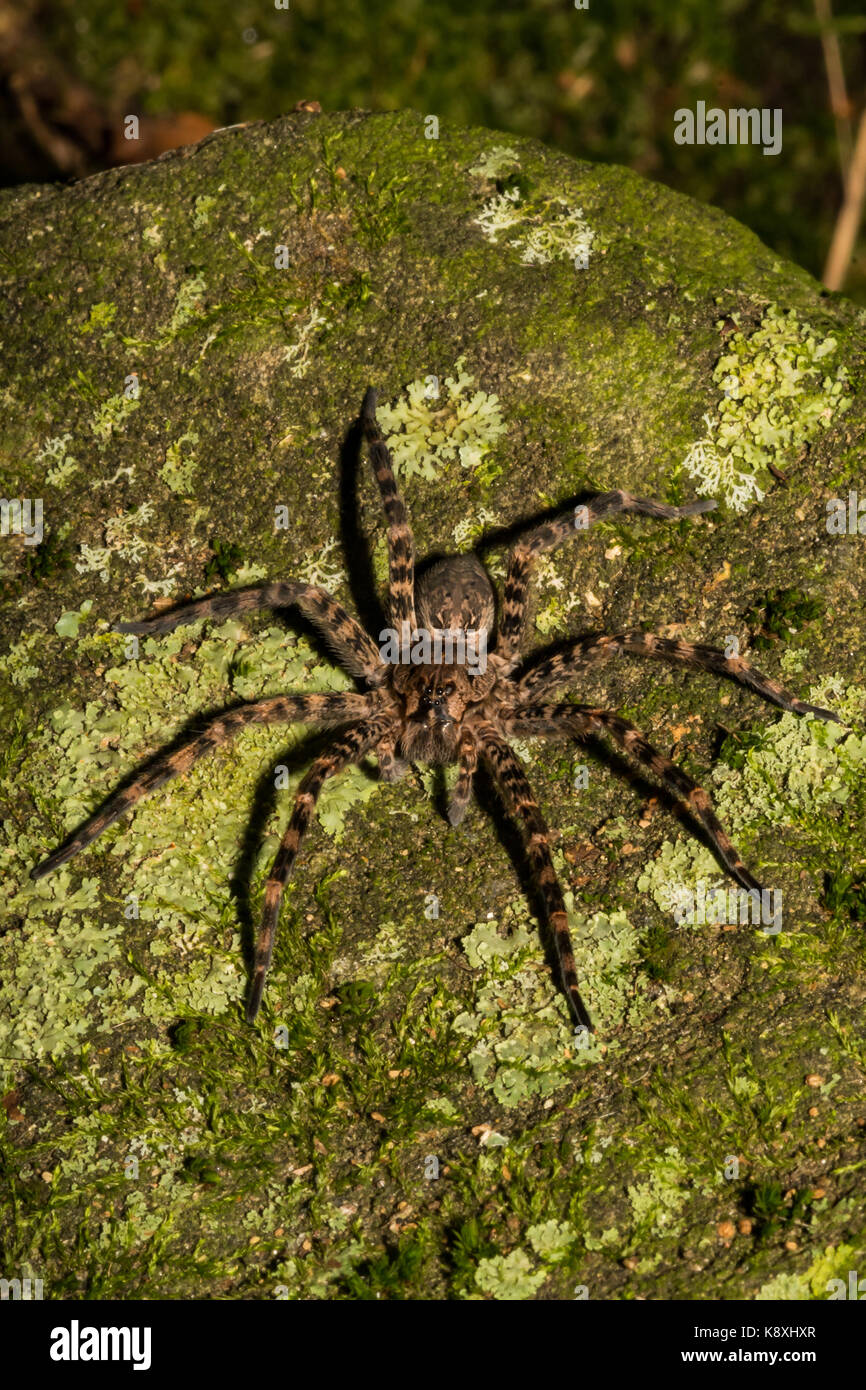 Un gros plan d'une pêche foncé spider hunting sur une paroi de rochers dans la nuit. Banque D'Images