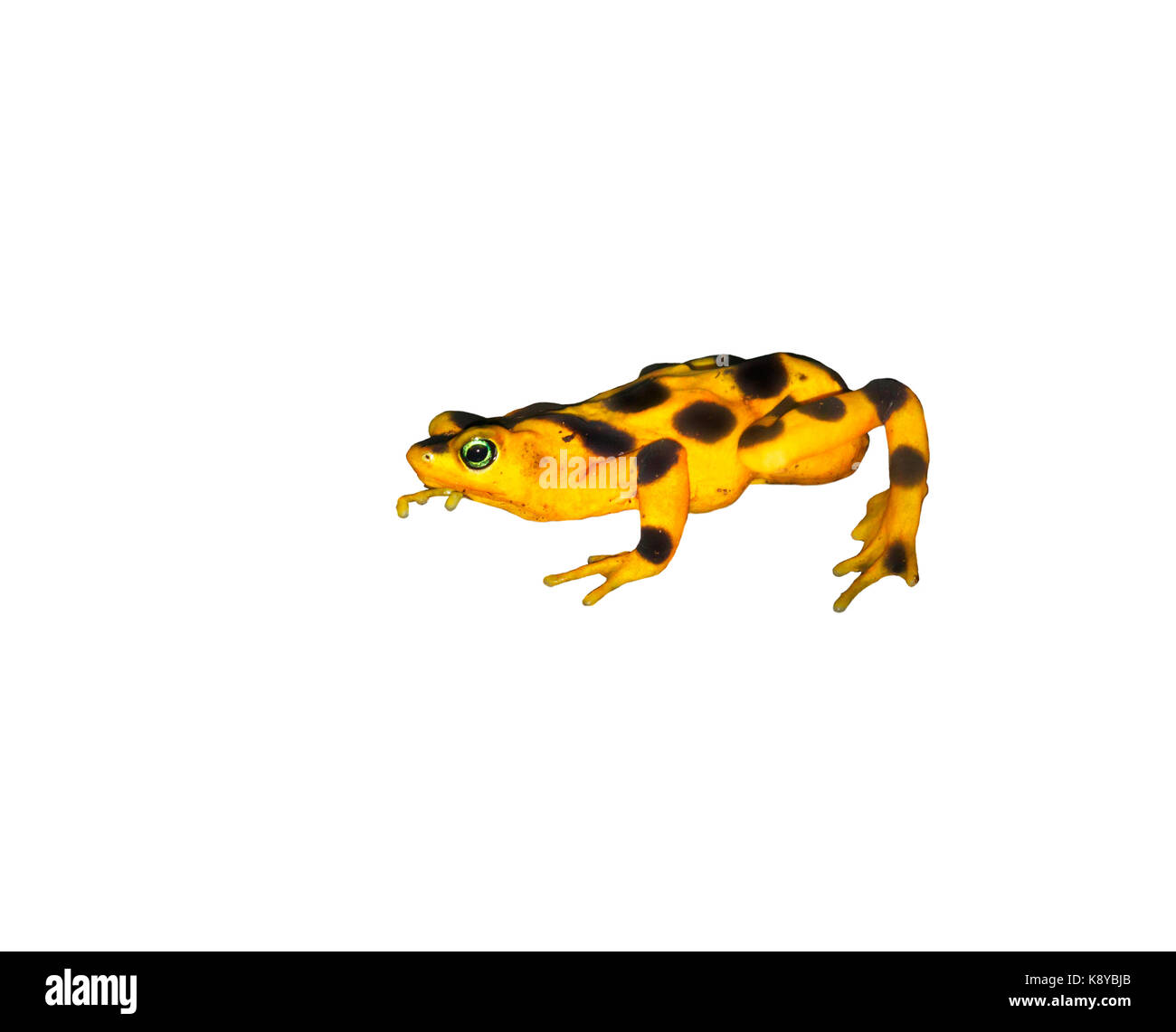 Golden frog panaméenne (Atelopus) zeteki est prêt à sauter Banque D'Images