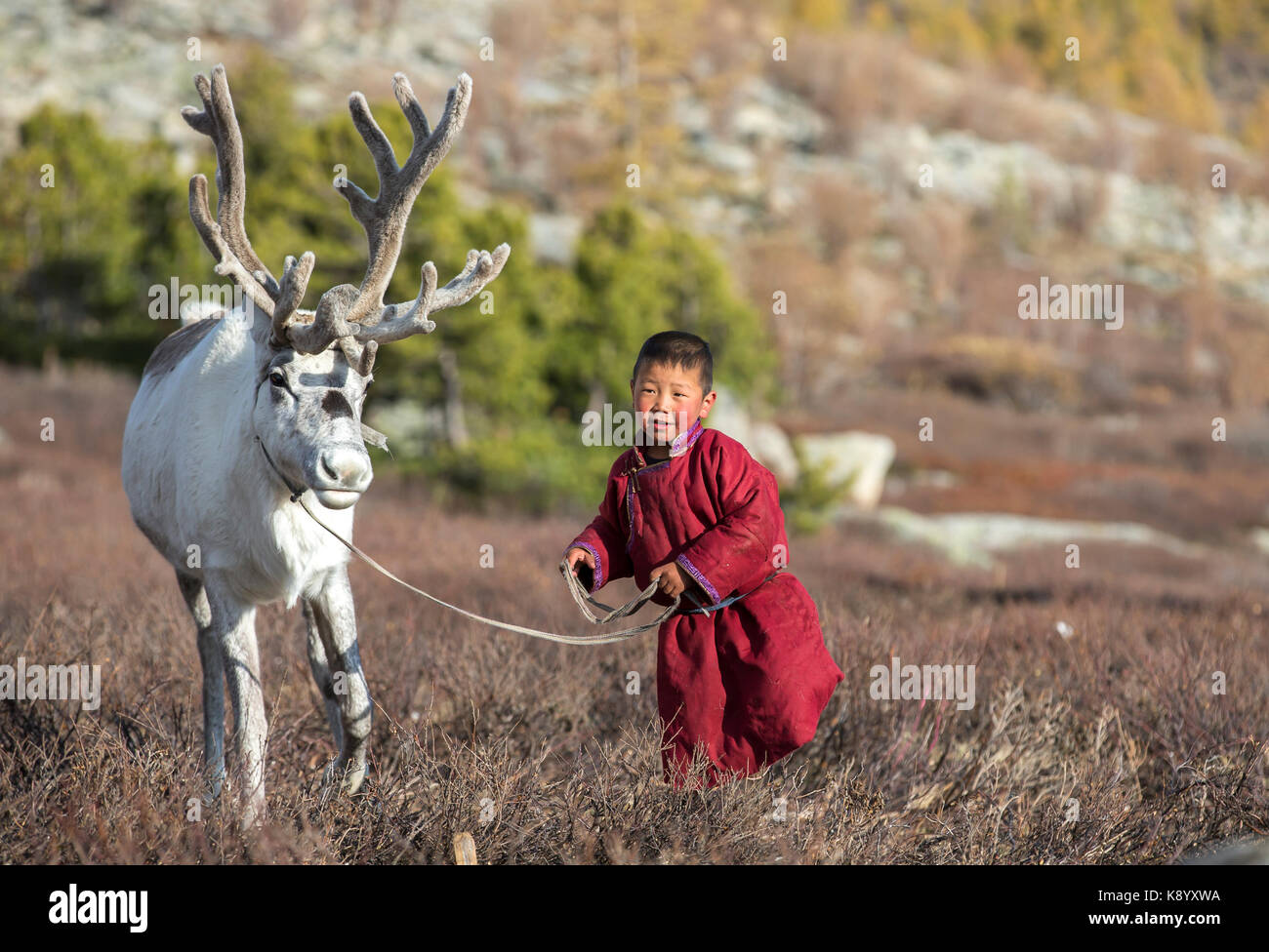 Garçon tsaatan, vêtu d'un deel traditionnel, avec un renne dans une taïga du nord de la Mongolie Banque D'Images