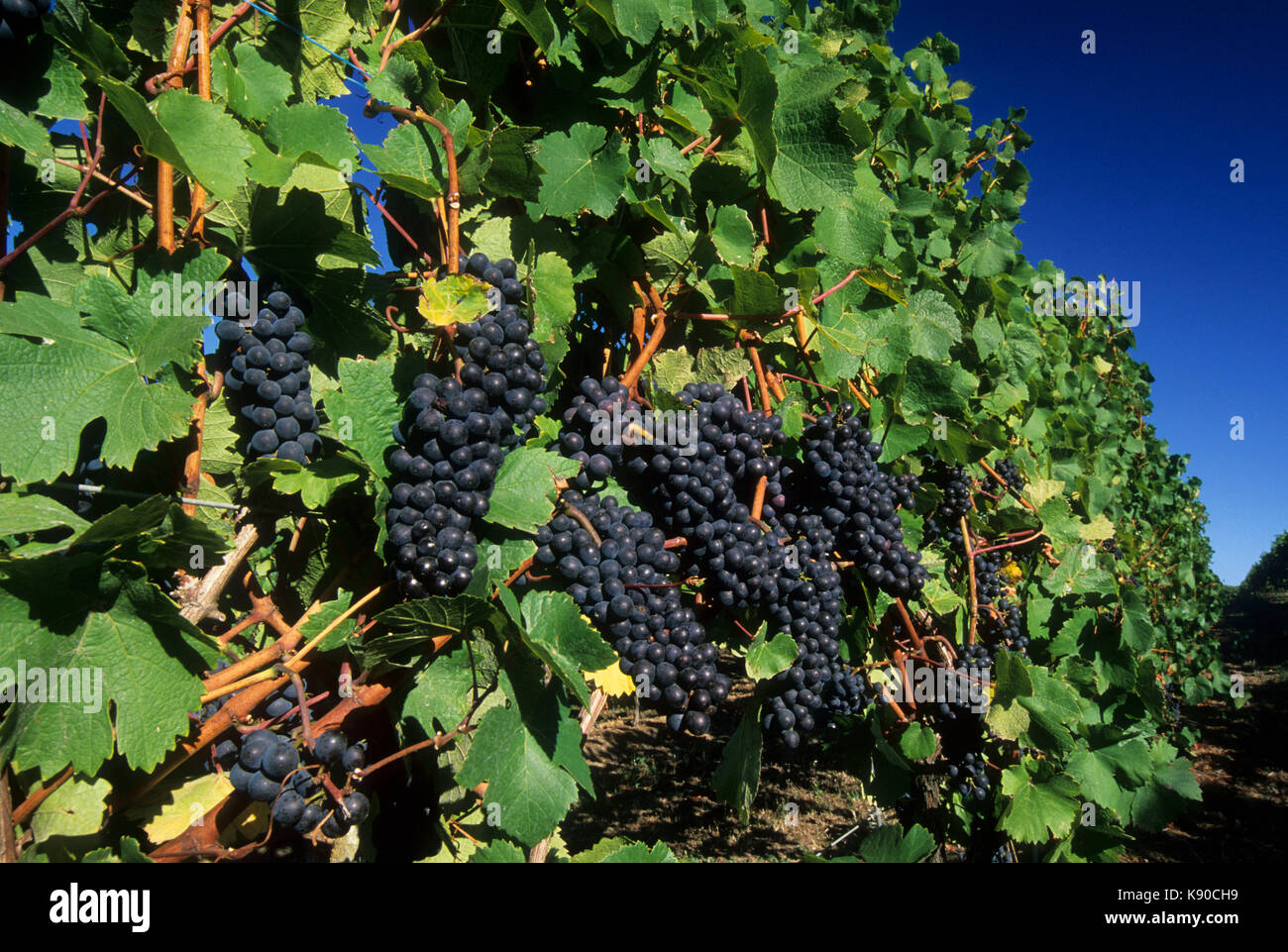 Vigne raisin, Polk County, Oregon Banque D'Images