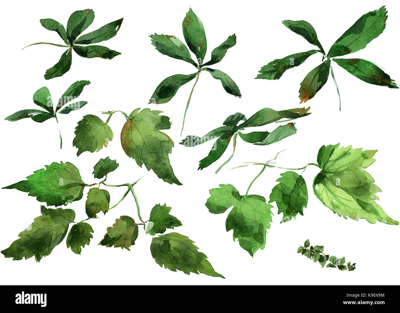 Ornement de feuilles de clématite Photo Stock - Alamy