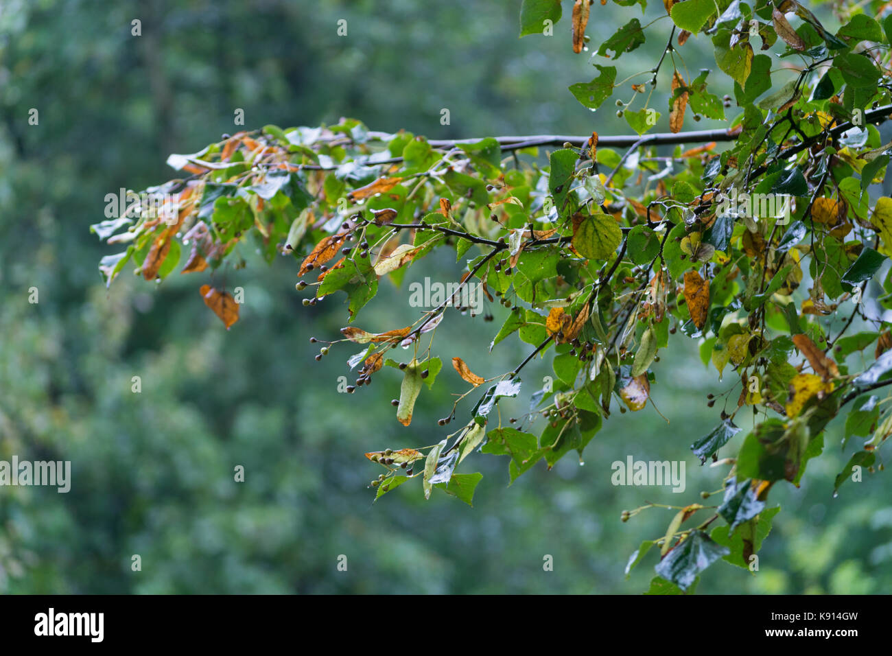 Natura 2000, Kraków, Pologne, l'Europe. 20 Sep, 2017. Warszawa, Pologne. 20 Sep, 2017. Météo. L'un des derniers jours de l'été 2017. Pour une douzaine d'heures, il pleut intensément, journée cool et même froid, le brouillard se forme. Les premiers signes de l'automne apparaissent dans les arbres en changeant la couleur des feuilles qui tombent. L'automne approche inévitablement de 2017. Credit : w124merc/Alamy Live News Banque D'Images