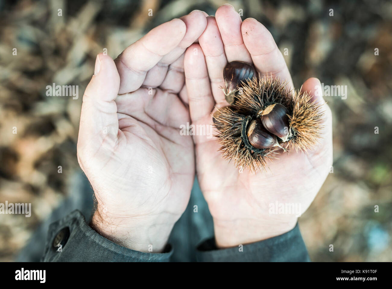 Les fruits du châtaignier sont indiqués dans le village Petkaj près de la ville de Kukes dans le nord de l'Albanie le 17 novembre 2014. Les réformes de l'Agriculture sont en en cours Banque D'Images