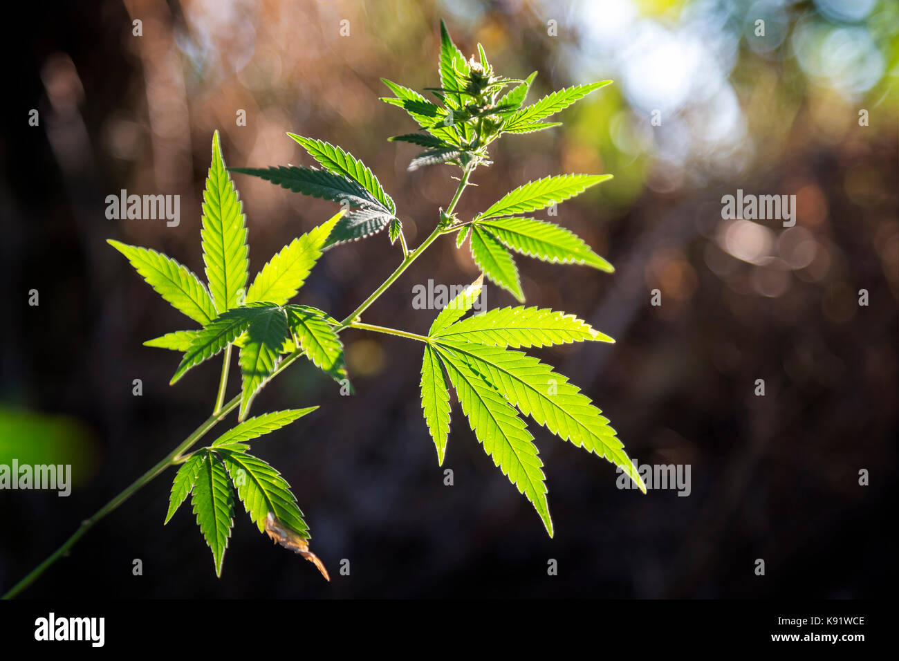 Plante de cannabis avec la lumière du soleil sur la prairie Banque D'Images