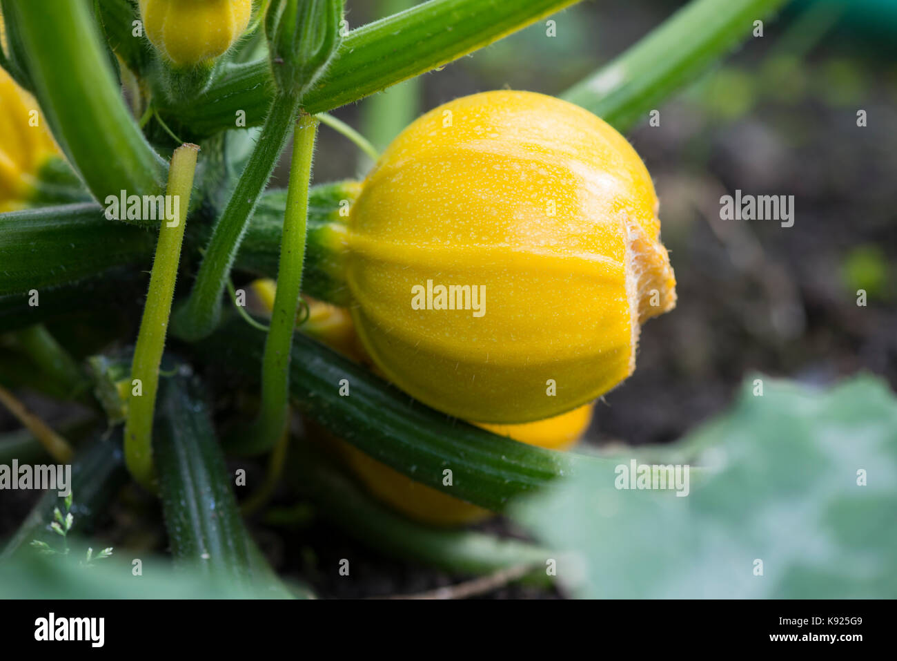 'Summer Ball' la citrouille (Cucurbita pepo) croissant sur l'attribution. Sheffield, South Yorkshire, Angleterre, Royaume-Uni. Banque D'Images