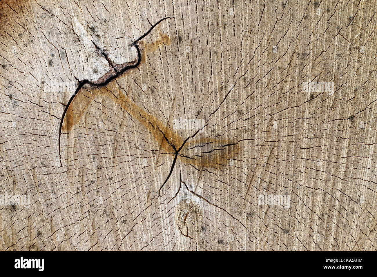 Tronc d'arbre coupé - texture de bois - anneaux annuels Banque D'Images