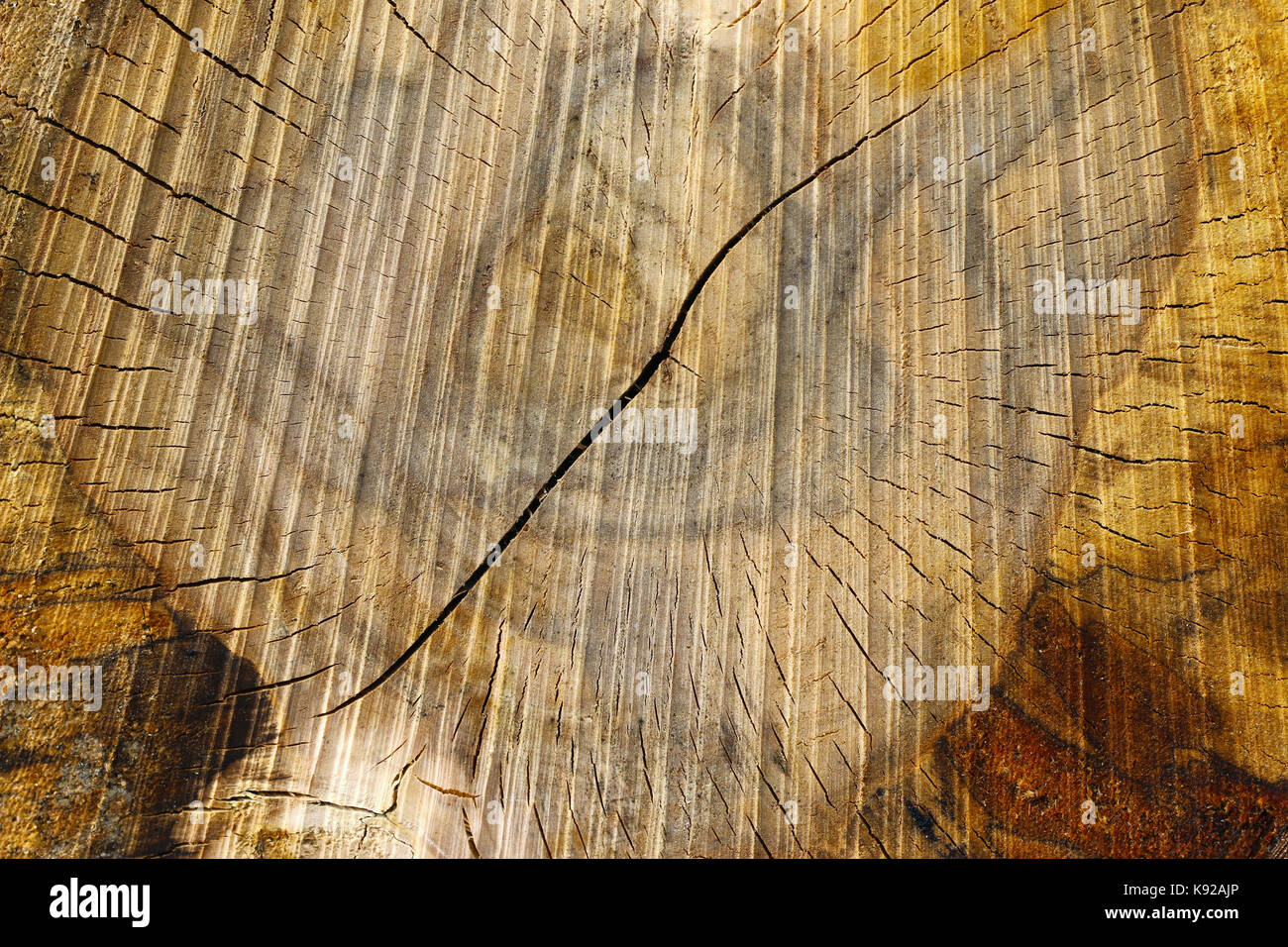 Tronc d'arbre coupé - texture de bois - anneaux annuels Banque D'Images