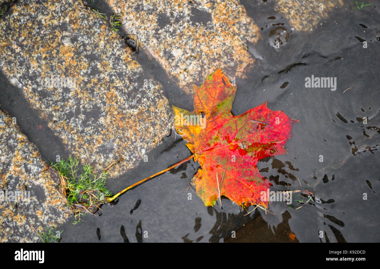 La couleur de l'automne en flottant d'un petit cours d'eau. Banque D'Images
