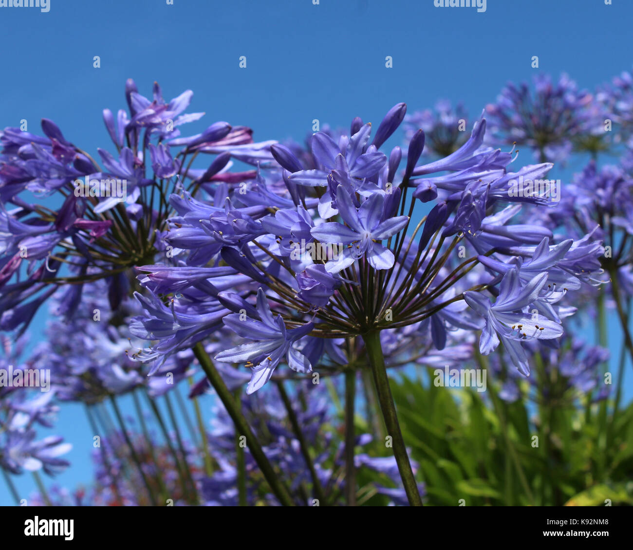 Les fleurs bleu vif de l'Agapanthus, également connu sous le nom de African Lily ou Lily of the Nile sur un fond de ciel bleu. Banque D'Images