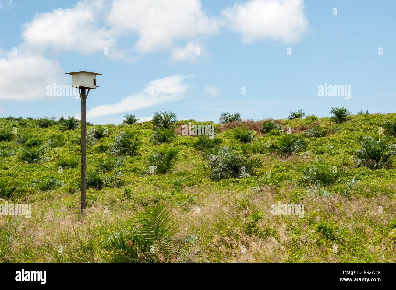 Effraie des clochers nichoir dans la plantation de palmiers à huile Banque D'Images