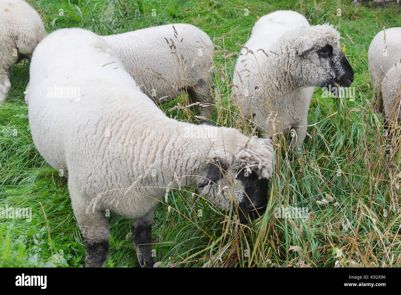 Les moutons sont rares vu le pâturage dans le green Park de Londres pour la première fois depuis les années 1930 dans le cadre d'un projet pour aider à raviver et à améliorer la biodiversité de la prairie de fleurs sauvages. les moutons,oxford, whitefaced, forestiers et du southdown, personnage et personnalit broutent sur l'herbe et le piétinement en relevant les graines des fleurs sauvages. comprend : les moutons où : London, Royaume-Uni Quand : 21 août 2017 Credit : Howard jones/wenn.com Banque D'Images