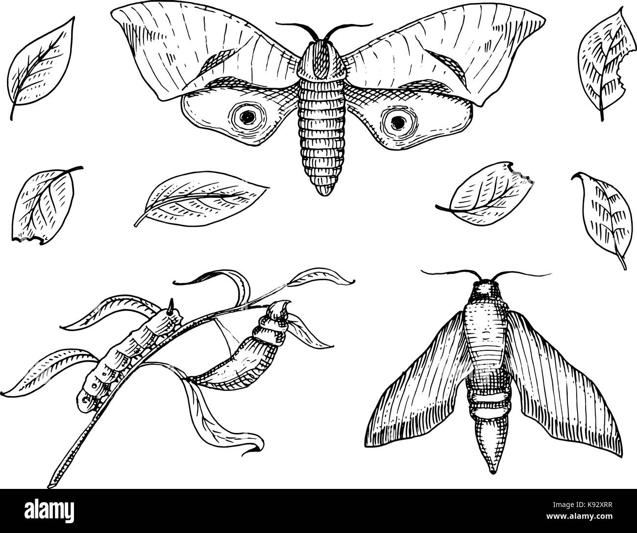 Tatouage ou boho t-shirt ou scrapbooking. conception ésotérique mystique symbole de liberté et de voyage. papillon ou un croquis de l'insecte. collecte entomologique. gravés à la main dans le vieux style vintage et croquis Illustration de Vecteur