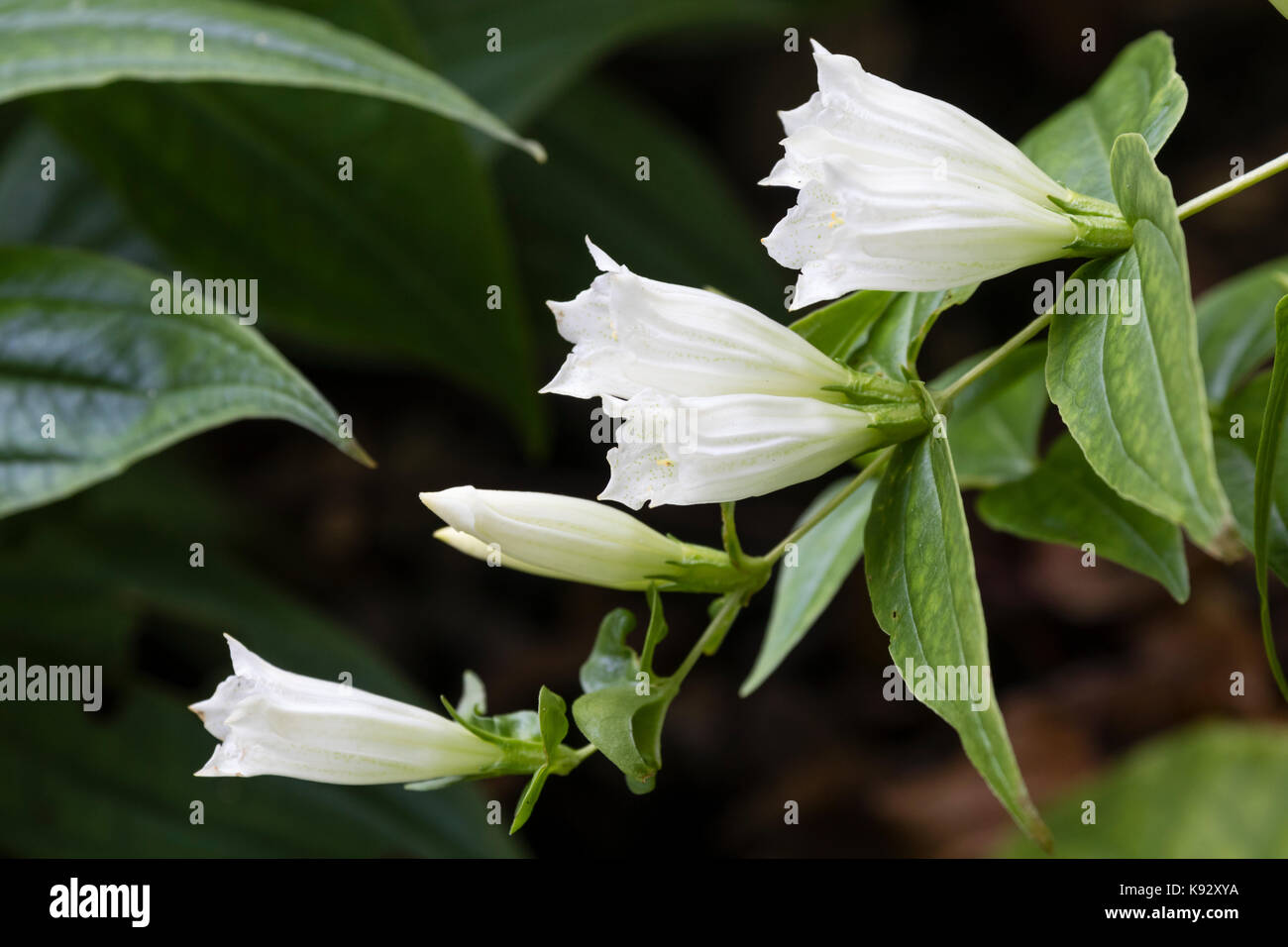 White fleurs d'automne de la plante vivace willow gentiane, Gentiana asclepiadea 'Alba' Banque D'Images