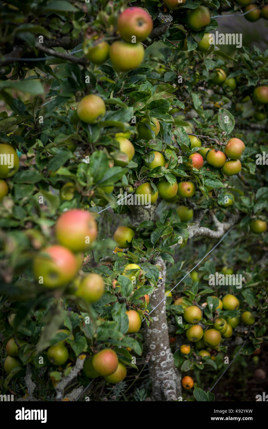 Pommes anglais poussant dans un jardin du Kent, UK Banque D'Images