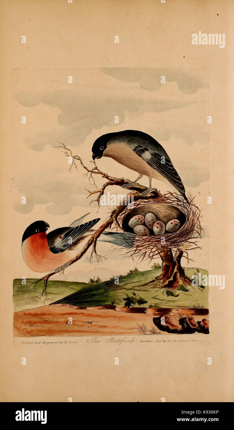 Dans tout le nouveau système du seigneur de l'ornithologie, ou histoire de la Œcumenique, oiseaux (Pl. IX) BHL48425857 Banque D'Images