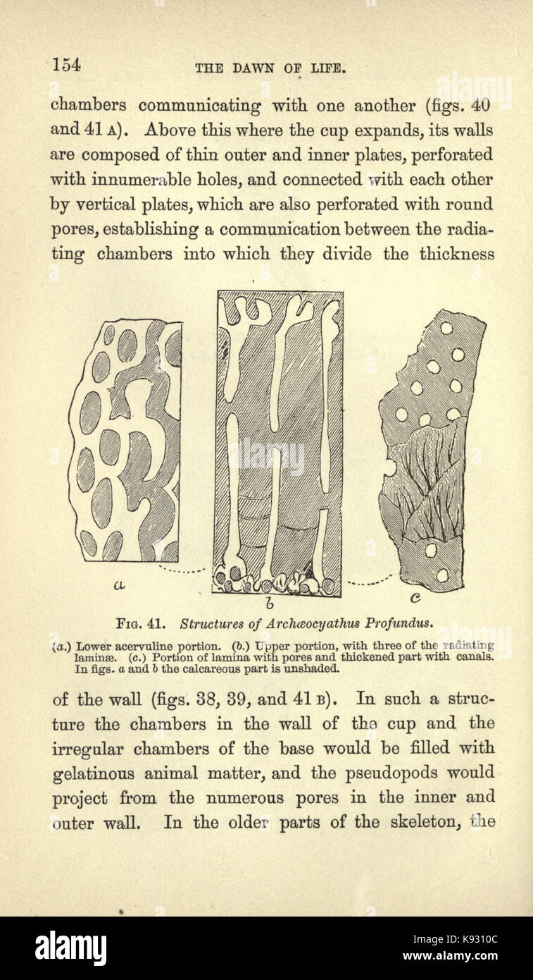 L'aube de la vie sur terre (page 154) BHL18946177 Banque D'Images