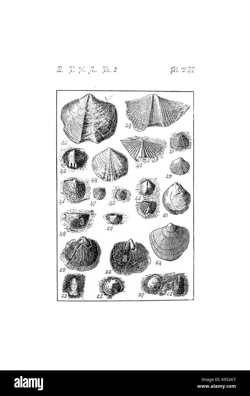 La clé de la sud du Dévonien supérieur de New York (plaque Page VII) BHL42419717 Banque D'Images