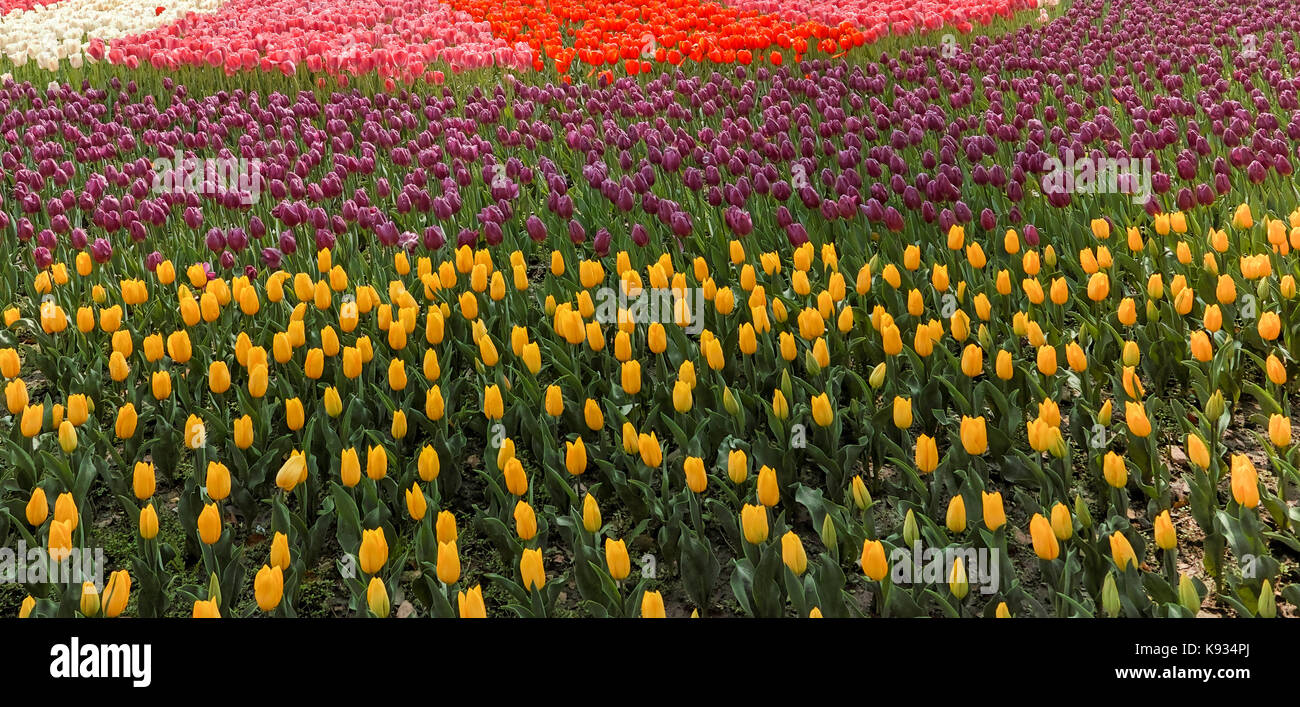 Tulip. champ beau jardin de tulipes. tulipes colorées tulipes. Banque D'Images