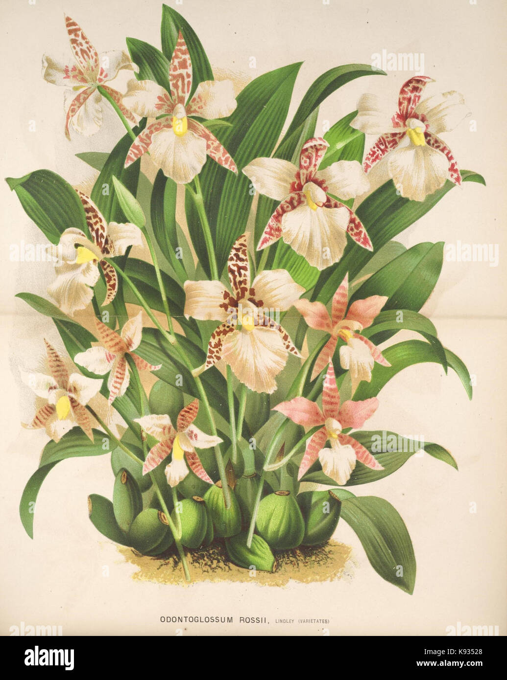 L'Illustration horticole (planche 371) Banque D'Images