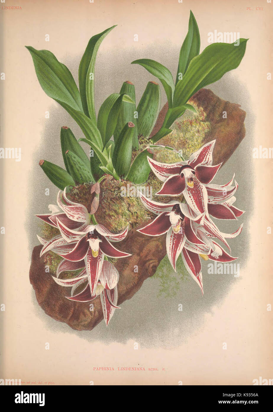 Lindenia Iconographie des orchidées 106 plaque Banque D'Images