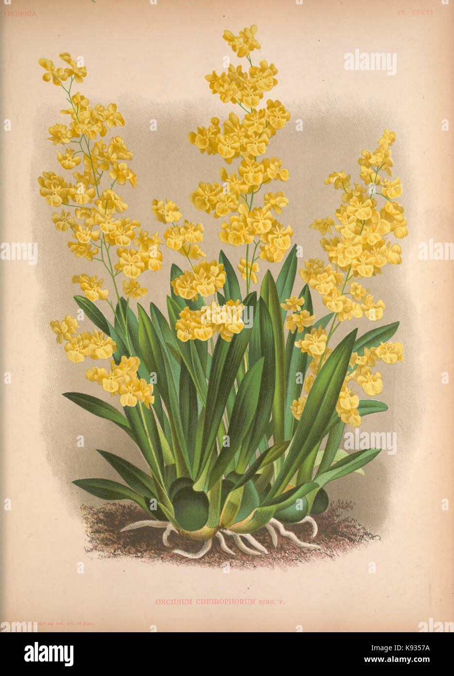 Lindenia Iconographie des orchidées 126 plaque Banque D'Images