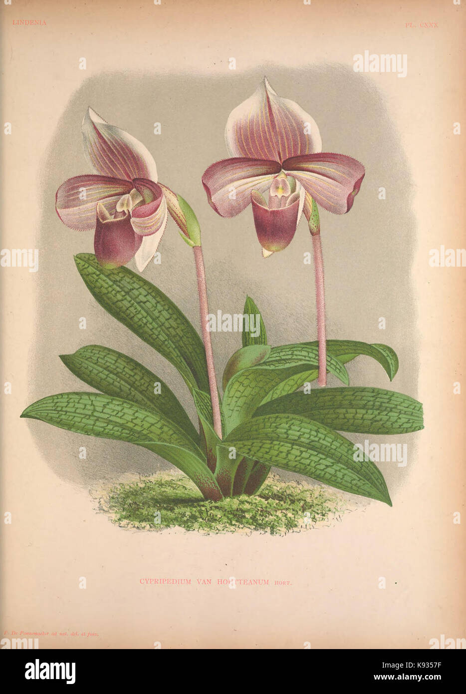 Lindenia Iconographie des orchidées 130 plaque Banque D'Images