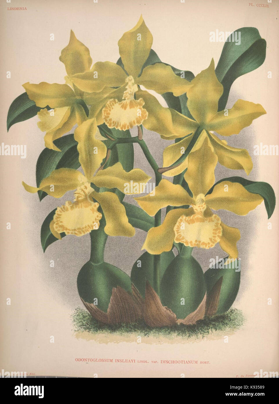 Lindenia Iconographie des orchidées 359 plaque Banque D'Images